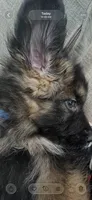 long hair-Teddy, a male German Shepherd Dog for sale in Lapeer, MI – Photo 3 of 4