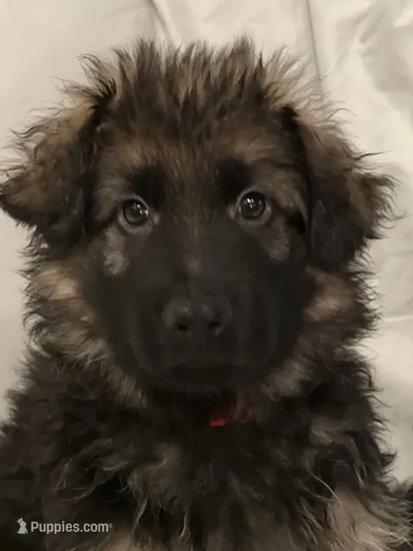 Red (Chewy) – German Shepherd Dog puppy for sale in Lapeer, MI
