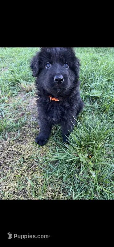 Orange *Homer – German Shepherd Dog puppy for sale in Lapeer, MI