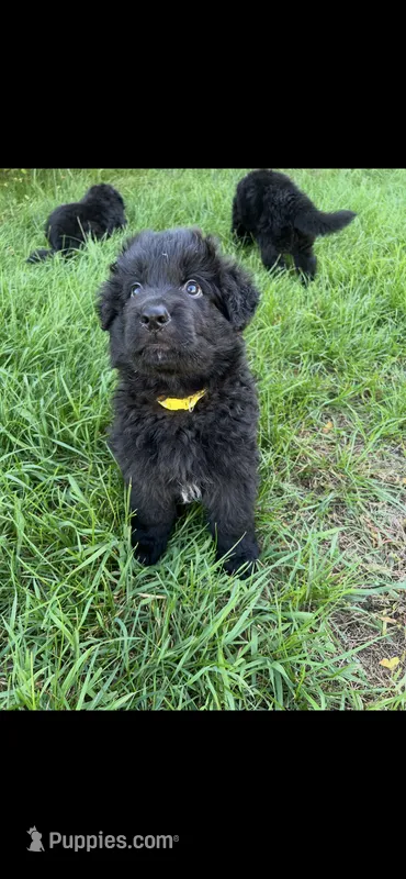 Yellow*Mr, Brightside – German Shepherd Dog puppy for sale in Lapeer, MI