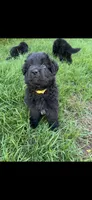 Yellow*Mr, Brightside, a male German Shepherd Dog for sale in Lapeer, MI – 1 of 1