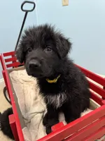 Knox, a male German Shepherd Dog for sale in Lapeer, MI – Photo 2 of 2