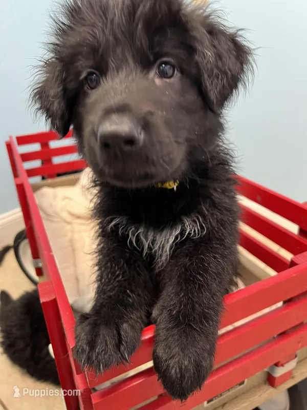 Knox – German Shepherd Dog puppy for sale in Lapeer, MI