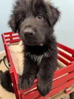 Knox, a male German Shepherd Dog for sale in Lapeer, MI – Photo 1 of 2