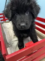 Grover, a male German Shepherd Dog for sale in Lapeer, MI – Photo 4 of 6