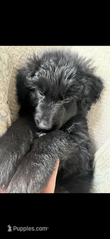 long hair-Grover, a male German Shepherd Dog for sale in Lapeer, MI – Photo 1 of 4