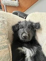 long hair-Grover, a male German Shepherd Dog for sale in Lapeer, MI – Photo 2 of 4