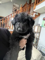 long hair-Grover, a male German Shepherd Dog for sale in Lapeer, MI – Photo 4 of 4