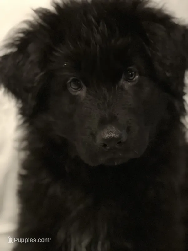 Orange *Homer – German Shepherd Dog puppy for sale in Lapeer, MI