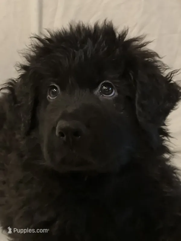 Yellow*Mr, Brightside – German Shepherd Dog puppy for sale in Lapeer, MI