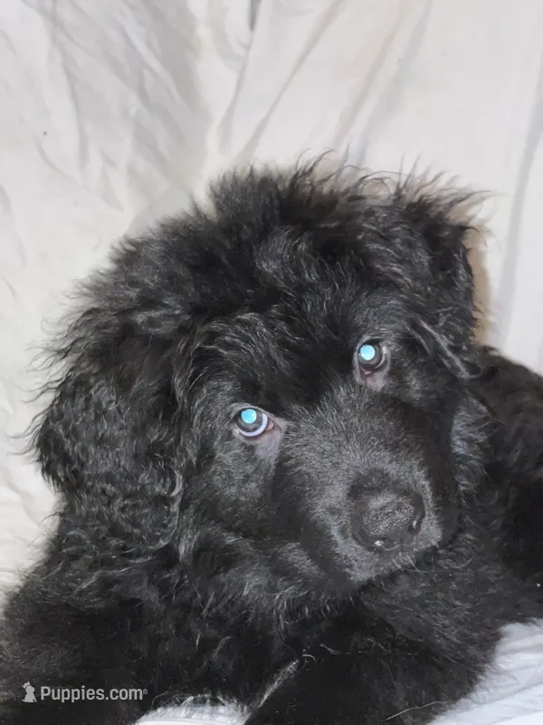 Green  *Lucky – German Shepherd Dog puppy for sale in Lapeer, MI