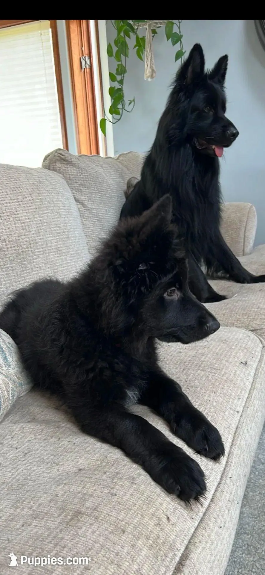 shadow, a female German Shepherd Dog for sale in Lapeer, MI – Photo 2 of 5