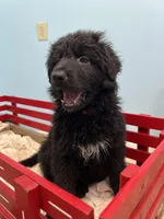 Remi, a female German Shepherd Dog for sale in Lapeer, MI – Photo 3 of 3