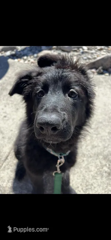 shadow, a female German Shepherd Dog for sale in Lapeer, MI – Photo 1 of 5