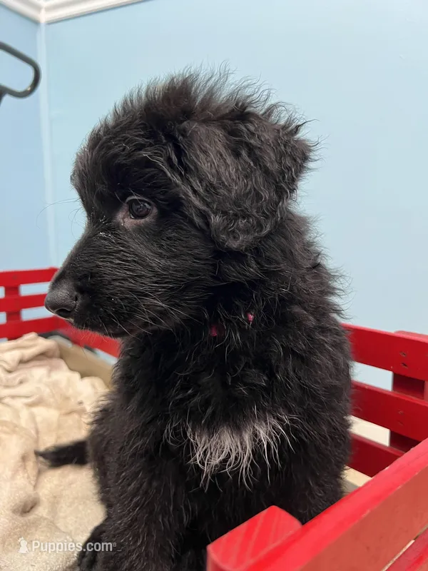 Remi – German Shepherd Dog puppy for sale in Lapeer, MI