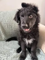 pink collar, a female German Shepherd Dog for sale in Lapeer, MI – Photo 6 of 7