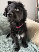 pink collar, a female German Shepherd Dog for sale in Lapeer, MI – Photo 5 of 7