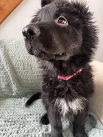 pink collar, a female German Shepherd Dog for sale in Lapeer, MI – Photo 7 of 7