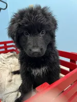 Remi, a female German Shepherd Dog for sale in Lapeer, MI – Photo 2 of 3