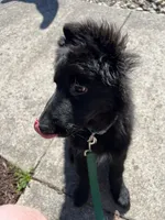 shadow, a female German Shepherd Dog for sale in Lapeer, MI – Photo 5 of 5