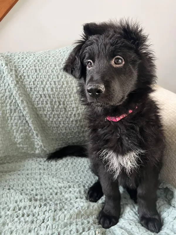 Remi – German Shepherd Dog puppy for sale in Lapeer, MI