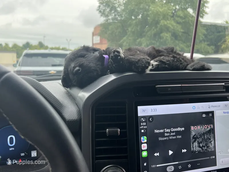 Purple(maizy) – German Shepherd Dog puppy for sale in Lapeer, MI