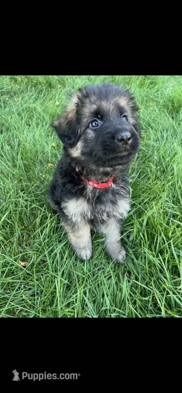 Red (Chewy) – German Shepherd Dog puppy for sale in Lapeer, MI