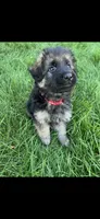 Red (Chewy), a male German Shepherd Dog for sale in Lapeer, MI – 1 of 1