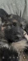 Zola, a female German Shepherd Dog for sale in Lapeer, MI – Photo 3 of 4