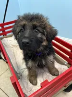 purple collar, a female German Shepherd Dog for sale in Lapeer, MI – Photo 6 of 7