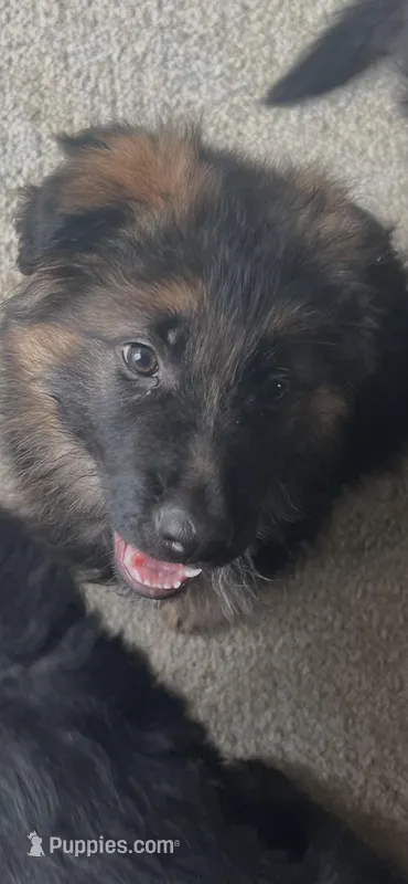 Zola – German Shepherd Dog puppy for sale in Lapeer, MI