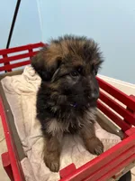 purple collar, a female German Shepherd Dog for sale in Lapeer, MI – Photo 5 of 7