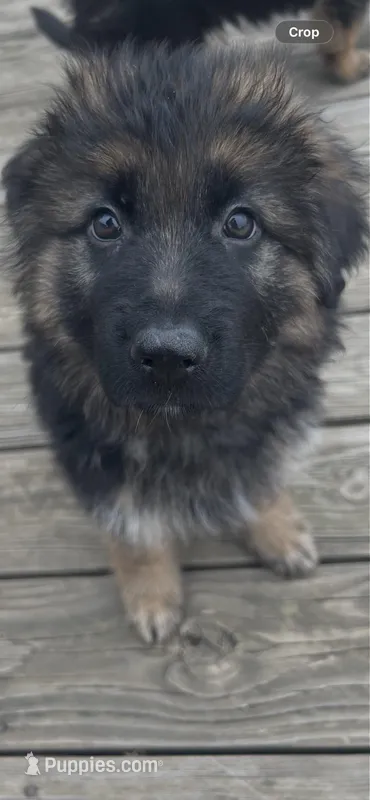 Zola – German Shepherd Dog puppy for sale in Lapeer, MI