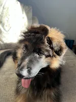 Zola, a female German Shepherd Dog for sale in Lapeer, MI – Photo 5 of 6