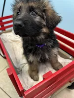 purple collar, a female German Shepherd Dog for sale in Lapeer, MI – Photo 4 of 7