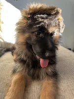 Zola, a female German Shepherd Dog for sale in Lapeer, MI – Photo 6 of 6