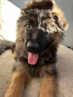 Zola, a female German Shepherd Dog for sale in Lapeer, MI – Photo 4 of 6