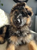 Zola, a female German Shepherd Dog for sale in Lapeer, MI – Photo 3 of 6