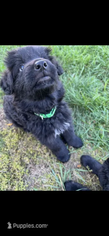Green  *Lucky – German Shepherd Dog puppy for sale in Lapeer, MI