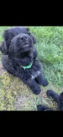 Green  *Lucky, a male German Shepherd Dog for sale in Lapeer, MI – 1 of 1