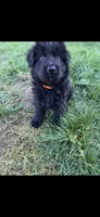 Homer, a male German Shepherd Dog for sale in Lapeer, MI – 1 of 1