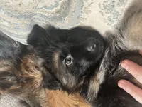 Oscar, a male German Shepherd Dog for sale in Lapeer, MI – Photo 2 of 6