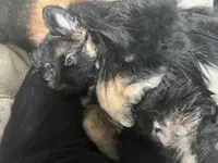 Oscar, a male German Shepherd Dog for sale in Lapeer, MI – Photo 4 of 6