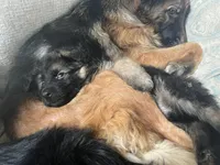 Oscar, a male German Shepherd Dog for sale in Lapeer, MI – Photo 6 of 6