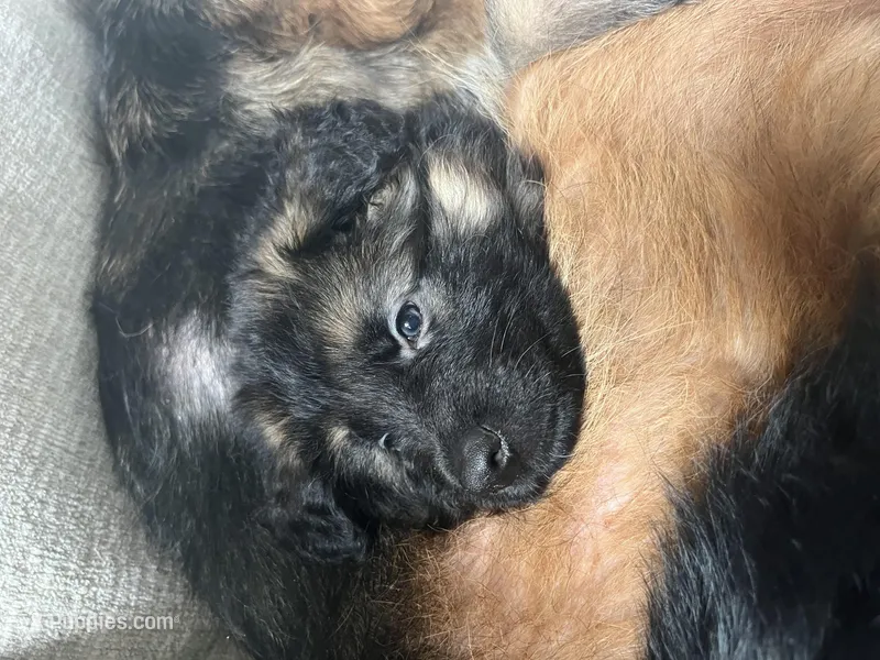 Oscar, a male German Shepherd Dog for sale in Lapeer, MI – Photo 1 of 6