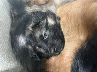 Oscar, a male German Shepherd Dog for sale in Lapeer, MI – Photo 1 of 6