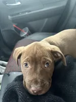 Rex, a male American Bulldog and Cane Corso for sale in Muskegon, MI – Photo 2 of 2
