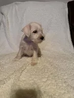 Whitie, a female Miniature Schnauzer for sale in Kannapolis, NC – 4 of 7