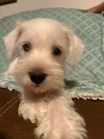 Whitie, a female Miniature Schnauzer for sale in Kannapolis, NC – 6 of 7
