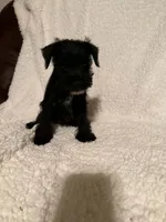 Sweety, a female Miniature Schnauzer for sale in Kannapolis, NC – 4 of 4